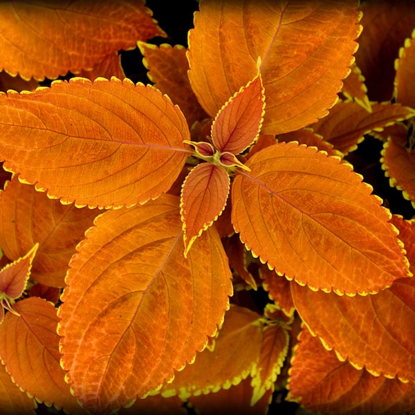 Coleus - Etsy