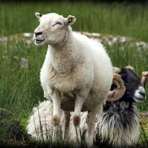Carte vierge faite main « Mouton et bélier qui rit, Connemara, Irlande » avec des photographies originales de Beth Trepper