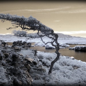 Carte de voeux vierge faite main « Arbre balayé par le vent, Connemara, Irlande » avec photographie infrarouge originale de Beth Trepper