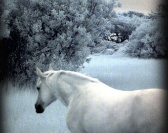 Handmade blank greeting card "Bo's Pony, Clifden, Ireland" featuring original infrared photography by Beth Trepper