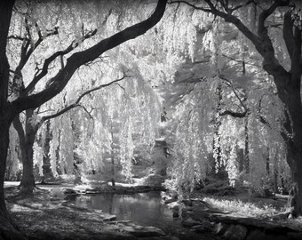 Handmade blank greeting card "The Enchanted Woods at Longwood" featuring original photography by Beth Trepper
