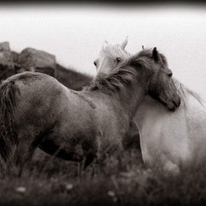 Handmade blank greeting card "Best Friends, Connemara, Ireland" featuring original photography by Beth Trepper