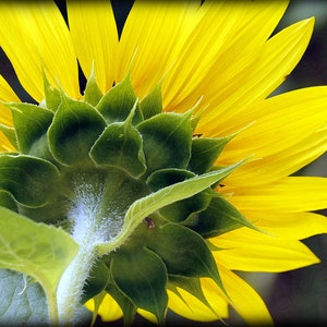 Handmade blank greeting card &quot;Sunflower #2&quot; featuring original photography by Beth Trepper