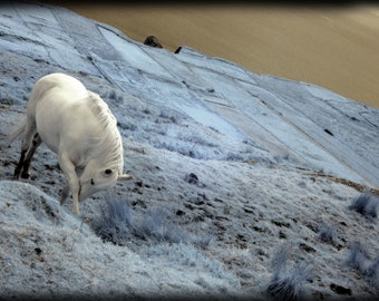 Handmade blank greeting card "Sky Road Pony, Connemara, Ireland" featuring original infrared photography by Beth Trepper