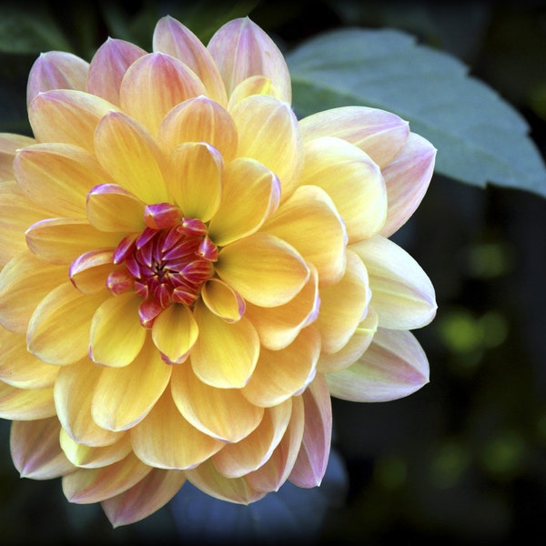 Handmade blank greeting card "Yellow Dahlia" featuring original photography by Beth Trepper