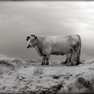 Handmade blank greeting card &quot;Two Cows, Kerry, Ireland&quot; featuring original infrared photography by Beth Trepper
