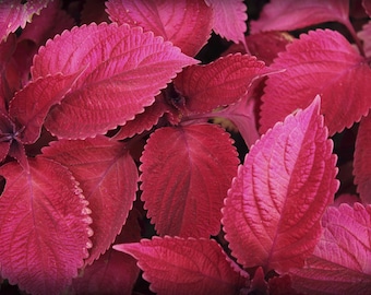 Handmade blank greeting card "Pink Coleus" featuring original photography by Beth Trepper