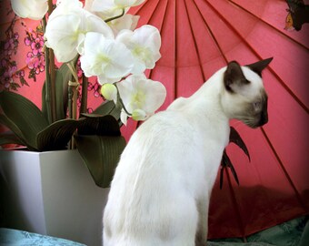 Handmade blank greeting card "Coco with Orchids" featuring original photography by Beth Trepper