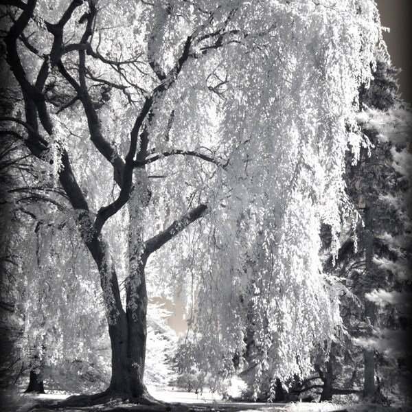 Handmade blank greeting card "The Willow at Longwood" featuring original photography by Beth Trepper