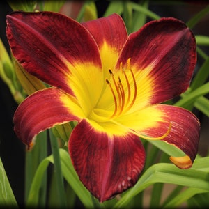 2 Rain Lily Bulbs TW91030-40 - Etsy