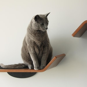 May include: A grey cat sitting on a wall-mounted wooden shelf with a curved edge and a black support bracket. A second matching wooden shelf is mounted higher up on the wall to the right. The shelves feature a layered plywood edge design.