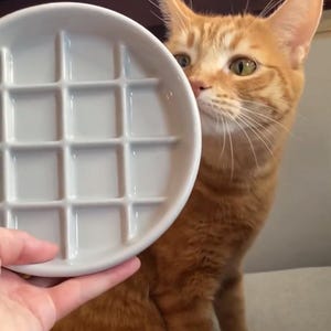 May include: A white ceramic plate with a grid pattern, held up to a curious orange tabby cat. The cat is looking at the plate with interest.