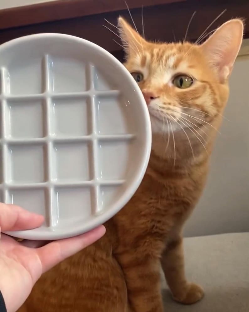 May include: A white ceramic plate with a grid pattern, held up to a curious orange tabby cat. The cat is looking at the plate with interest.