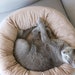 see more listings in the Pet Beds section