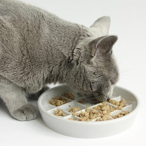 May include: A gray cat eating from a white ceramic slow feeder bowl with multiple compartments. The bowl is filled with brown food.
