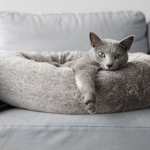 chic cat bed