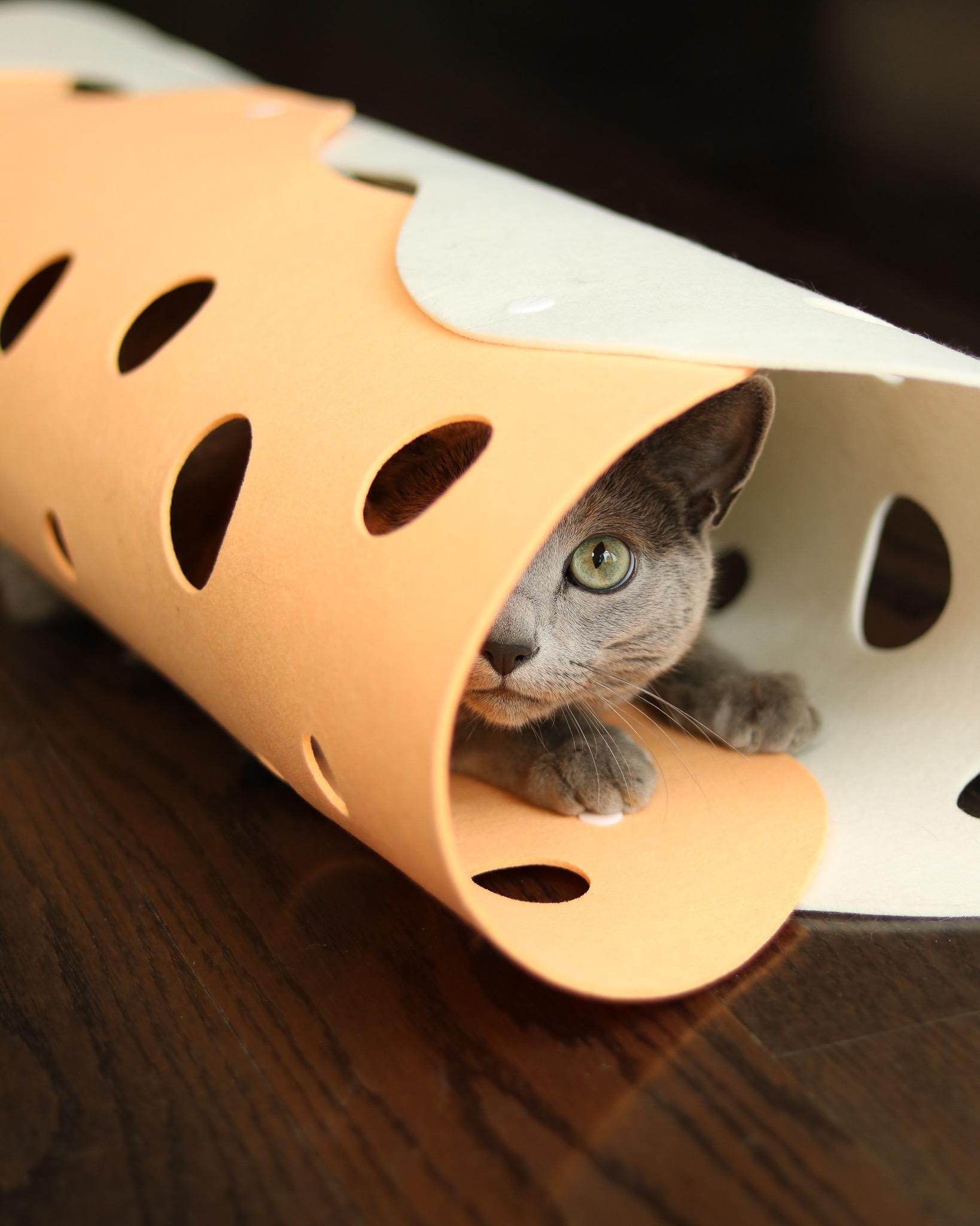 Cat Tunnel