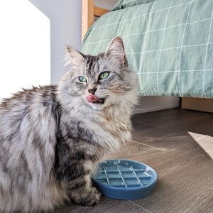 May include: A fluffy gray and white cat with green eyes licks its lips while sitting next to a blue ceramic pet bowl with a waffle-like design.