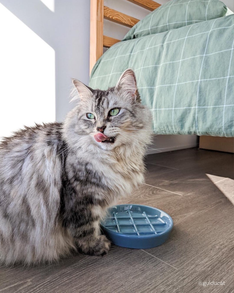 May include: A fluffy gray and white cat with green eyes licks its lips while sitting next to a blue ceramic pet bowl with a waffle-like design.