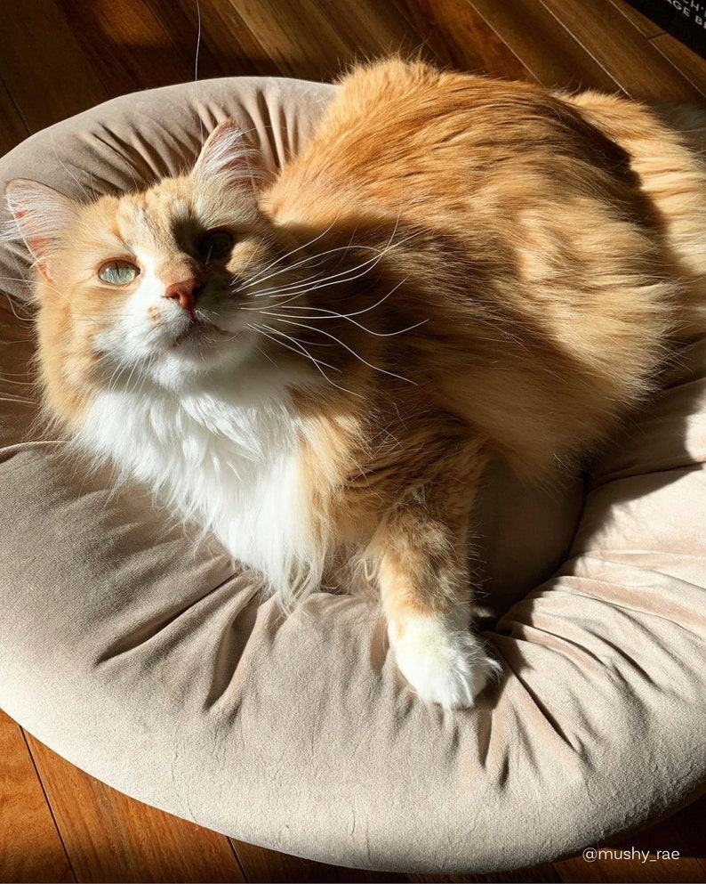 velvet cat bed as seen on instagram