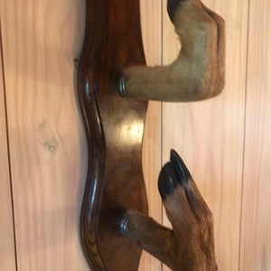 A set of fallow deer gunrack wall mount