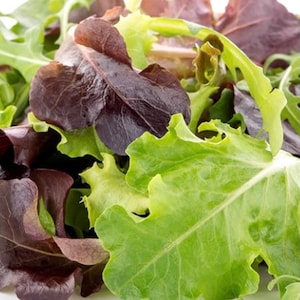 Lettuce Seeds - Fall & Winter Mix