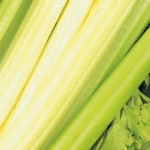 May include: Close-up of fresh celery stalks, displaying a range of green and pale yellow shades. The image highlights the crisp texture and natural variations of the vegetable, with some leaves visible.