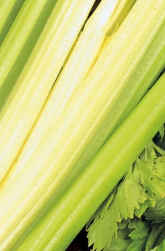 Golden Self Blanching Celery Seeds