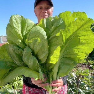 Florida Broadleaf Mustard Green Seeds Heirloom