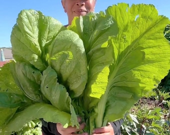 Florida Broadleaf Mustard Green Seeds Heirloom