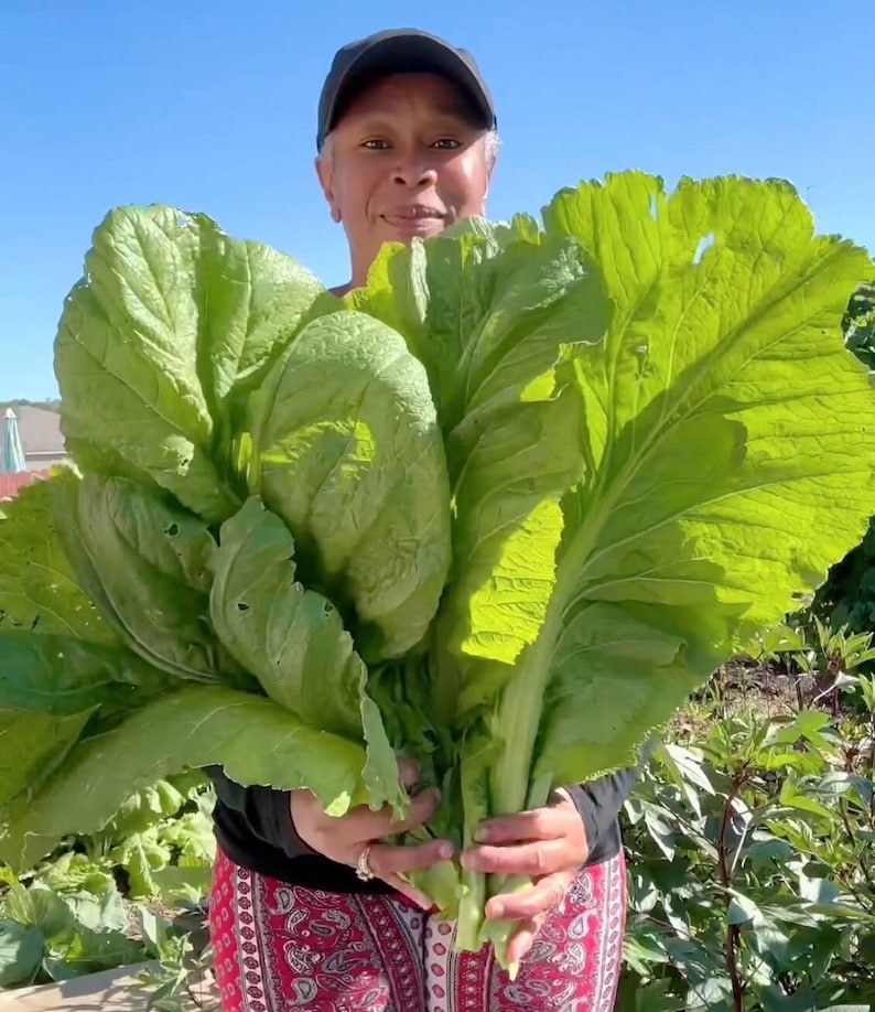 Puede incluir: Una persona sostiene un gran manojo de verduras de hoja verde. Las hojas son grandes y tienen una textura ligeramente arrugada. La persona lleva un sombrero negro y una camisa de estampado rojo y blanco.