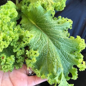 Southern Giant Curled Mustard Seeds