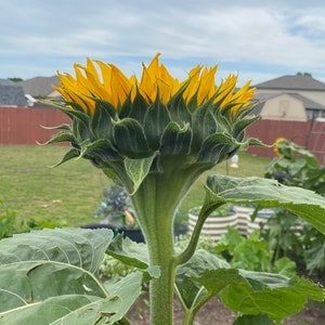 Sunspot Dwarf Sunflower Seeds