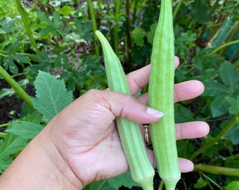 Puede incluir: Dos vainas de okra verdes sostenidas en una mano. La okra está fresca y lista para cocinar.