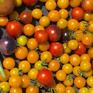 Rainbow Cherry Tomato Mix Seeds