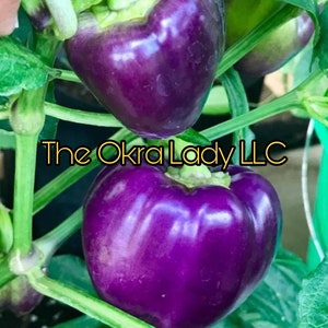 Purple Beauty Bell Pepper Seeds