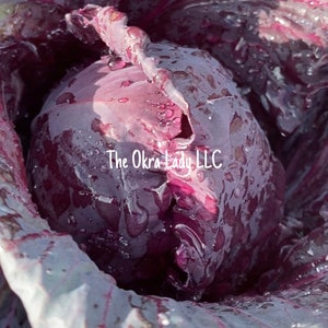 Mammoth Red Rock Cabbage Seeds