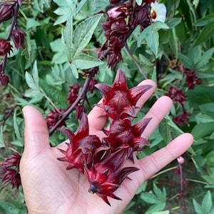 Roselle Hibiscus Seeds - Sabdariffa