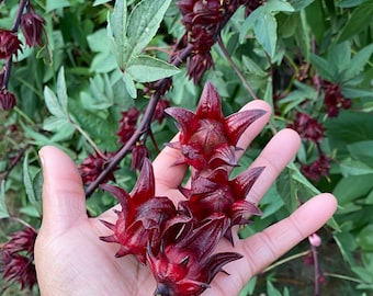 Roselle Hibiscus Seeds - Sabdariffa
