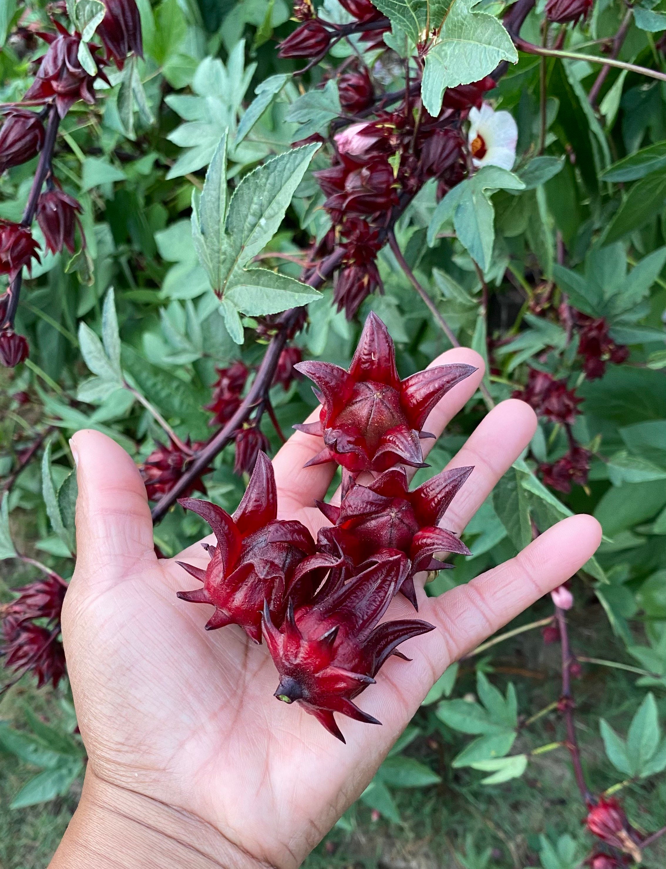 Roselle hibiscus online
