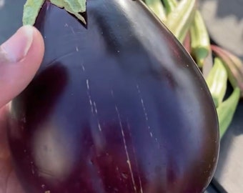 Black Beauty Eggplant Seeds