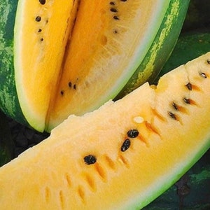 May include: Close-up of a yellow watermelon slice with black seeds. The flesh is a vibrant yellow, contrasting with the green rind. Another watermelon half is visible in the background, showcasing the green and yellow striped exterior. A refreshing summer fruit.