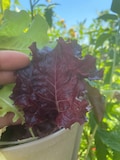 Burgundy Leaf Lettuce Seeds