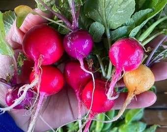 Rainbow Radish Seeds