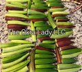 Okra Seeds - Rainbow Pack