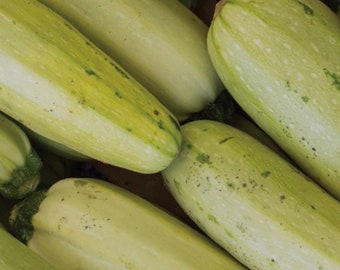 Trieste White Summer Squash Seeds