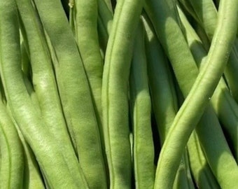May include: A bunch of fresh green string beans, all lined up and ready to be cooked.