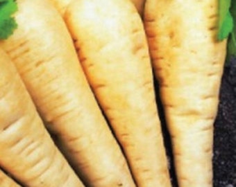 Parsnip Seeds