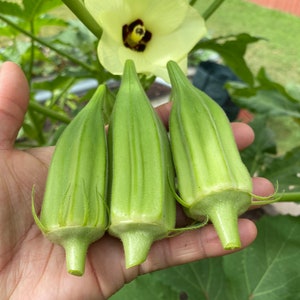 Star of David Okra Seeds