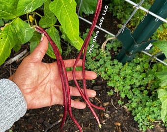 Red Noodle Bean Seeds (Yard Long)